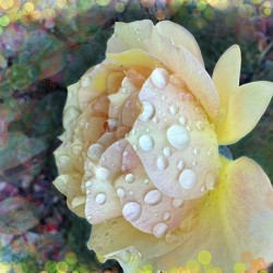 Splash of Lemon
