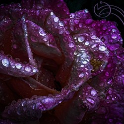 Purple Passion