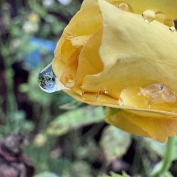 Crying Rose