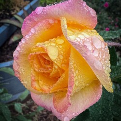 Pink Lemon