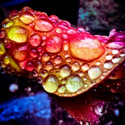 Glowing Dew Drop