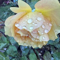 Morning Dew