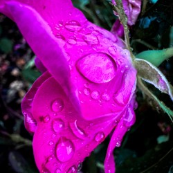 Pink Teardrop