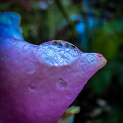 Pink Dewdrop