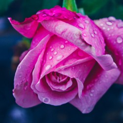 Hottest Pink