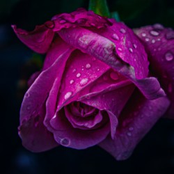 Midnight Rose