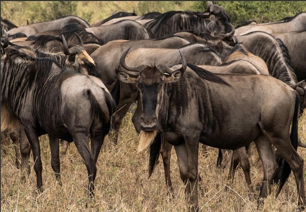 IMG 1528 by Africa