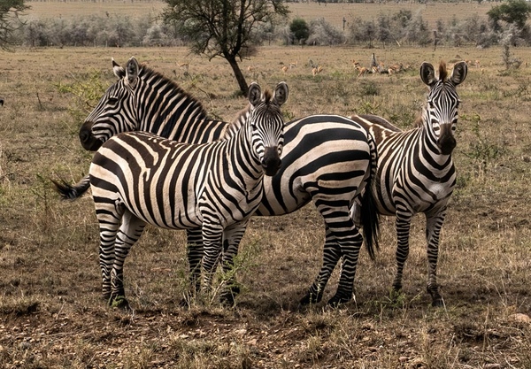 IMG 1533 by Africa