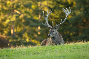 tired red deer stag lying meadow summertime nature