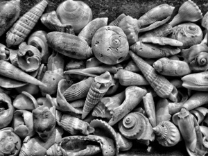 Seashells B&W