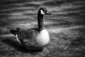 Canada Goose B&W