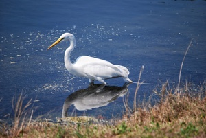 Egret 