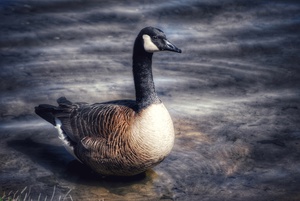 Canada Goose 