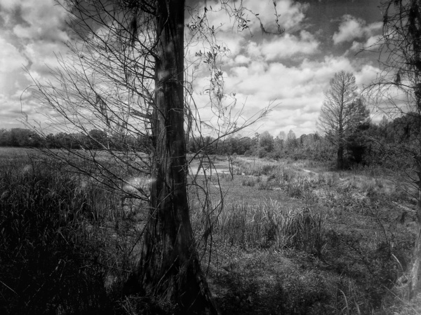 Tree in Field  B&W Print