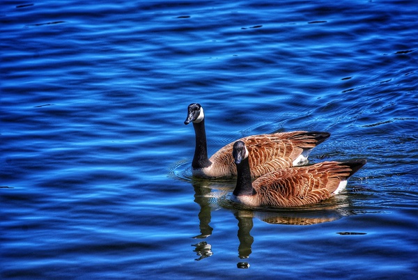 Canada  Geese  Print