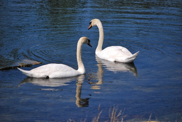 Swans Print