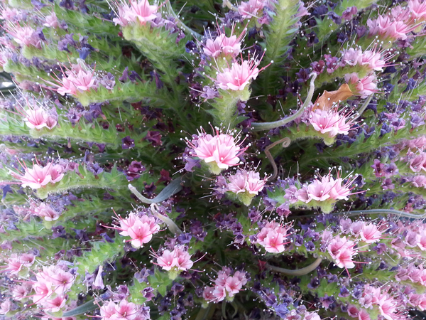 Flowers have Pistals Print