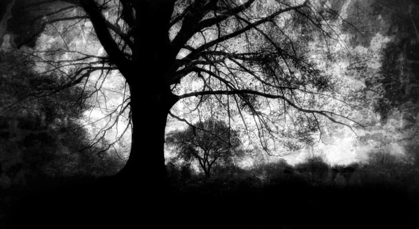Oak Tree  B&W Print