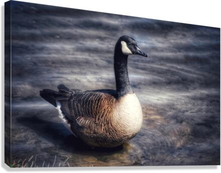 Canada Goose  Canvas Print