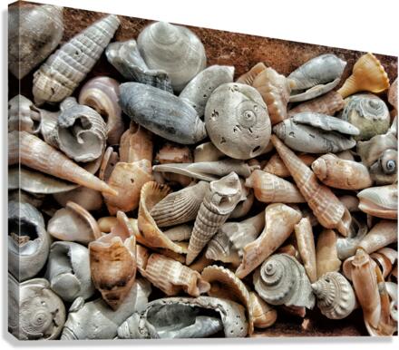 Seashells  Canvas Print