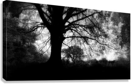 Oak Tree  B&W Canvas Print
