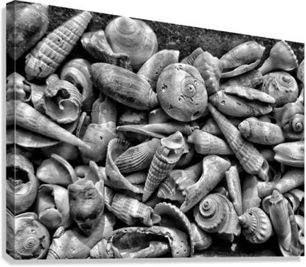 Seashells B&W Canvas Print
