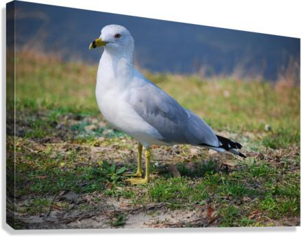 Segall  Canvas Print