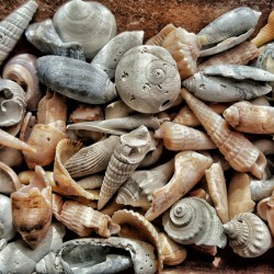 Seashells 