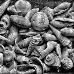 Seashells B&W