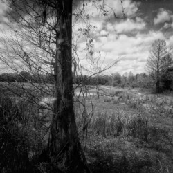 Tree in Field  B&W