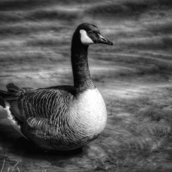 Canada Goose B&W