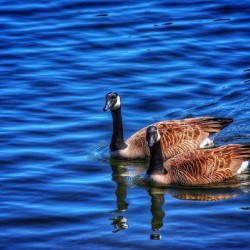 Canada  Geese 