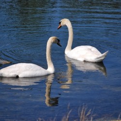 Swans