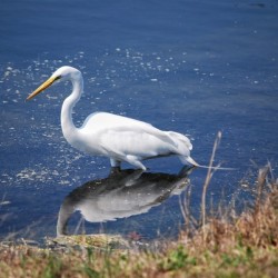 Egret 