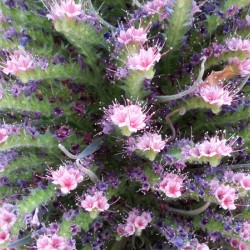 Flowers have Pistals