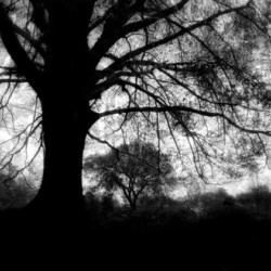 Oak Tree  B&W