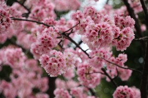 Sakura  by AnnieTyp