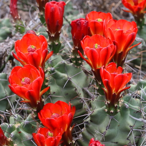 Scarlet Hedgehog - Square