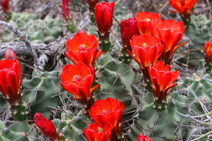 Scarlet Hedgehog Cactus Blooms