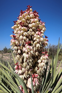 Spanish Dagger - Natural