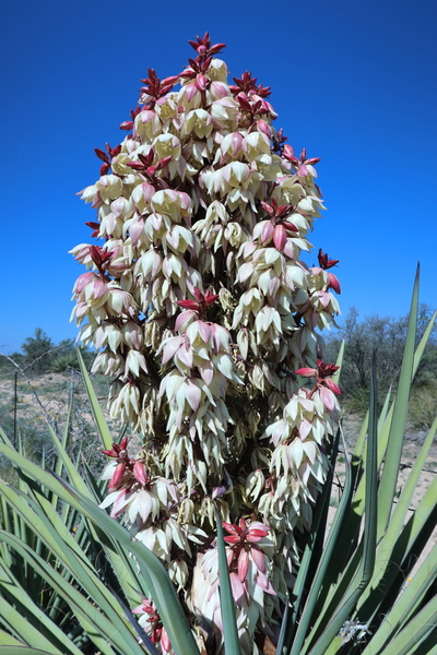 Spanish Dagger - White by Dirt Drifter