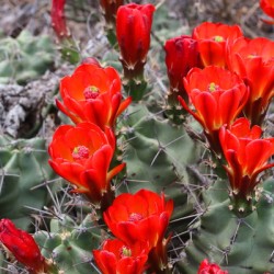 Scarlet Hedgehog Cactus Blooms