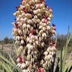 Spanish Dagger - Natural