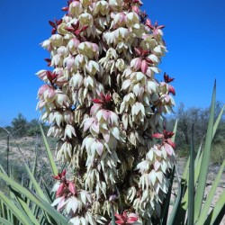 Spanish Dagger - White