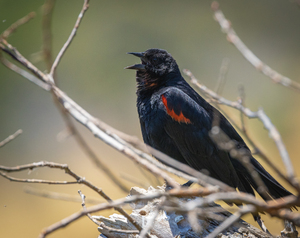 Red-winged Blackbird