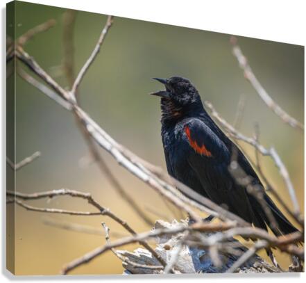 Red-winged Blackbird Canvas Print