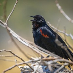 Red-winged Blackbird