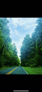 Enchanted Arboreal Journey 