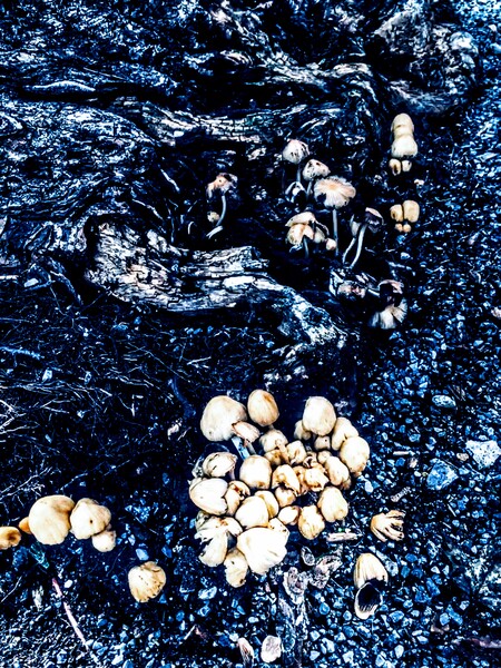 Champignons urbains by BABS