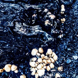Champignons urbains